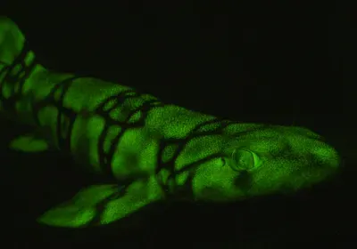 glowing swell shark